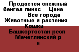 Продается снежный бенгал(линкс) › Цена ­ 25 000 - Все города Животные и растения » Кошки   . Башкортостан респ.,Мечетлинский р-н